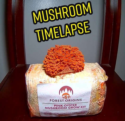 Pink Oyster Mushroom Growing over 4 days🍄Captured by @ryno_photo #mushroom #mushrooms #fungi #art #mycology #vegan #veganfood #foodie #plants #diy #a