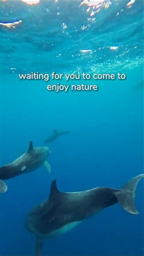 Welcome to Paradise - The Galapagos Islands