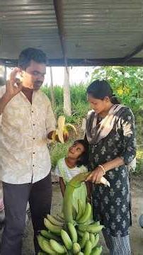 📢ఈరోజు 🍌🍌అరటి గెల కోసినం 🍌🍌🍌