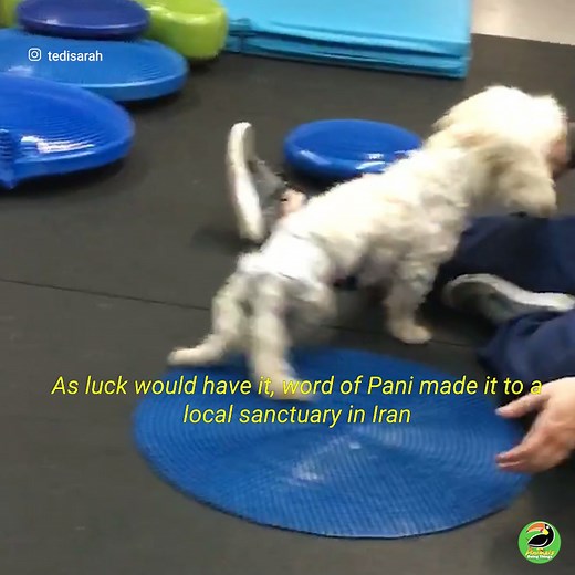 This Dog With a Broken Back Survived on the Streets for a Month Before Being Rescued. 🥺 Now She Lives Her Best Life in New York City! 🤩🐶 | Animals Doing Things