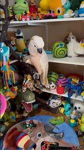 Barney has so much fun with his toys 🤩 #barneythewestcoastcockatoo | Barney the West Coast Cockatoo