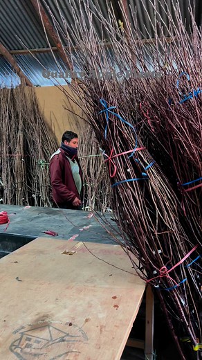 Providing the best and true of quality, Kalasan Farm. #applenursery | Kalasan Nursery Farm