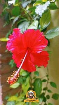 Kitchen Garden Tour 🌱 | Grow Fresh Vegetables at Home ‪@banarasiBawarchi‬ #kitchengarden #kitchen