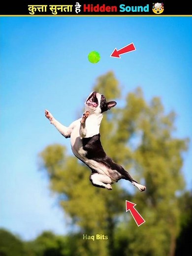 Ultra Sound 🔊 Dog Reaction 🐕 #animalfacts #wildlife