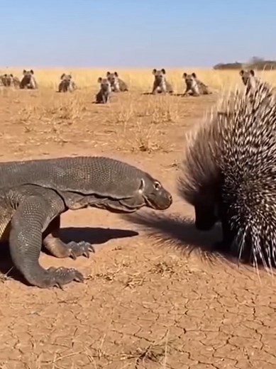 Komodo Dragon vs. Porcupine: Nature's Unique Showdown