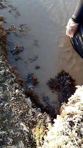Watch This Crab's Lightning-Fast Escape! 🦀🌊