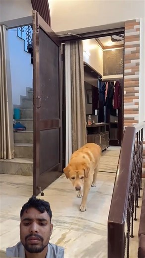 Hide prank on leo😂 #shorts | Anant Rastogi #funny #comedy #cute #dog