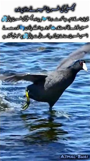 Coot Bird 🐦 | Amazing Nature Facts Wildlife Animal #birds #naturefacts #nature #wildlife #shorts
