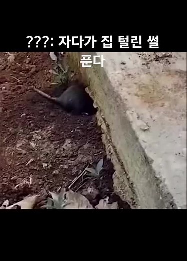 TikTok의 알고리즘 갤러리