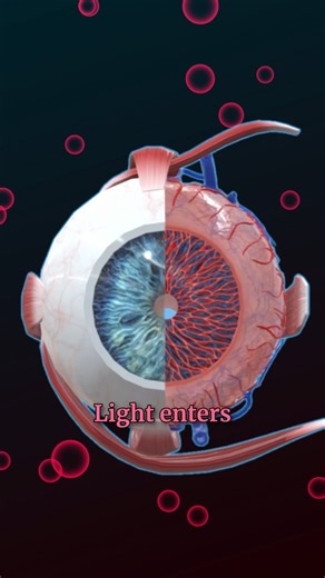 9.6K views · 150 reactions | Anatomie de l'œil humain . . . . #santé #médecine #anatomie #santéfeminine #utérus #ovaires #systèmeReproducteur #gynécologie #physiologie #bienêtre #prévention #reproduction #santémentale #éducation | Smart Doctor en Français | Facebook