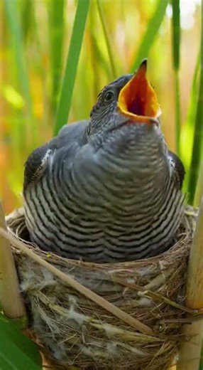 EURASIAN CUCKOO Bird’s Nest Extraordinary Brood Parasitism in the Wild #birds #nature