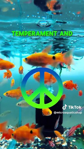 Guía rápida para cuidar a los peces Barbo Rosado