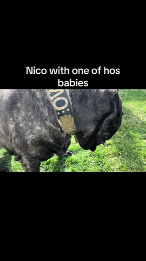 Meet Nico the Giant American Molossus Dog