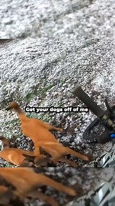 cops | Classic TV Show