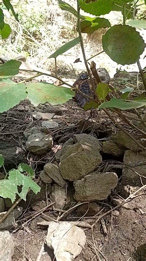 Duck Secret Language #shorts