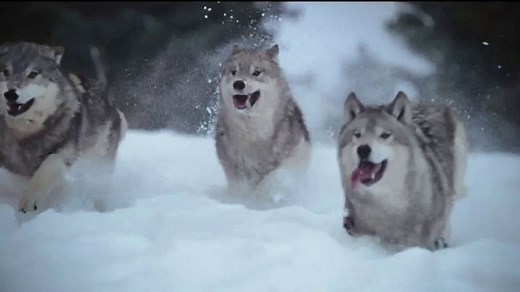 Blue Buffalo BLUE Wilderness TV Spot, 'Snow Wolf: Rocky Mountain Recipe'