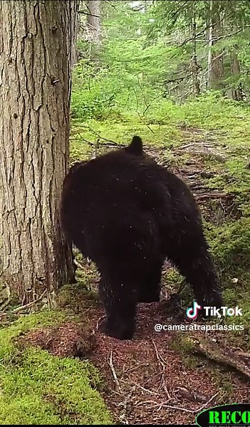 Bears' Unique Behavior: Scratching and Peeing Explained