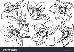 Vector Black White Illustration Beautiful Delicate Stock Vector (Royalty Free) 297769268 | Shutterstock