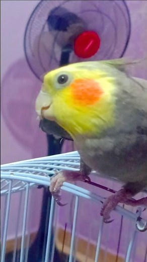 Cockatiel Sounds & Singing | Talking Cockatiel Parrot, Happy Bird Calls for Relaxation & Training #2