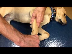 Passive Range of Motion - Carpus (Wrist)