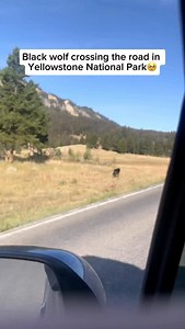 97K views · 184 reactions | The story of wolves in Yellowstone is a...