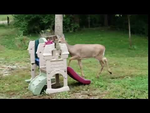 in the deer 2nite