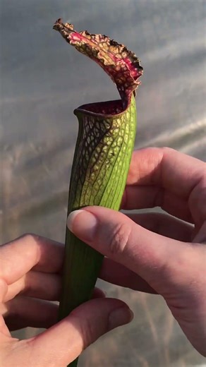 BIG Adventures of Carnivorous Plants, eating plant venus fly trap