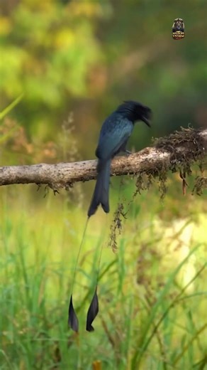 150K views · 2.9K reactions | Greater Drongo! ✨ The fearless “Black Ninja” of the jungle! 礪⚡ Known for its insane mimicry, acrobatic flight, and daring attitude, this bird even scares predators bigger than itself!  Smart, bold, and unbelievably skilled — the Drongo is nature’s tiny warrior!  #GreaterDrongo #WildlifeReels #NatureLovers #WildlifeUSA #NatureMagic | Wildlife Storm | Facebook