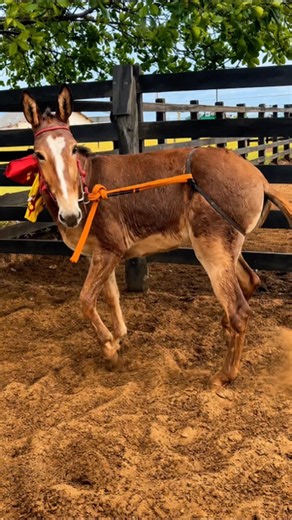 Why Is This Mule’s Tail Tied to Its Head?
