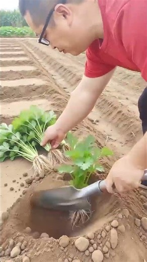 🌱 Smart Celery Planting Guide 🌿 | Easy Farming Tips for Healthy Growth & Bigger Harvest 🚜
