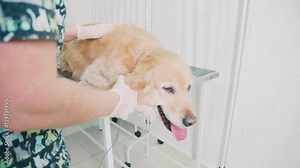 The doctor-vet inspects a dog using a pulse oximeter. Veterinary pulse oximeter. The vet pulse oximeter connects to your ear dog. The sensor for measuring the heart rate of animals.