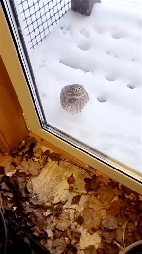 A little cute owl Owl Videos Owl photography owl pictures Owl photo Owls photography Birds Videos #owl #owls #birds #birdsvideo #owlphotography #owlvideos #OwlVideo #littleowls #nature | Birds Owls