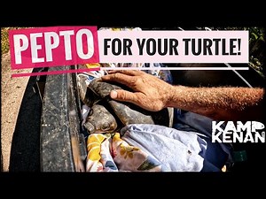 Strange Way to Fix a Gassy Turtle