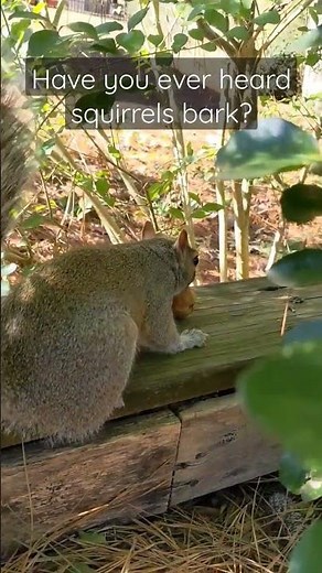 SQUIRREL in DISTRESS 🚨🐿️ ALARM CALL