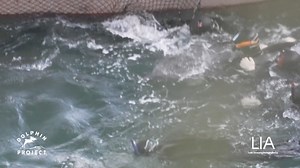 2.4K reactions · 177 shares | Dolphin Project on Reels | Facebook