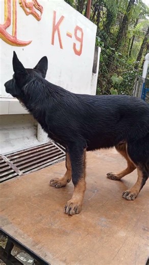 K9 Poppy dog #dog #poppy #poppyplaytime