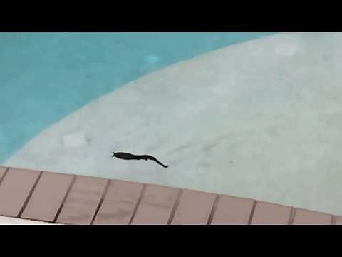 Walking Catfish