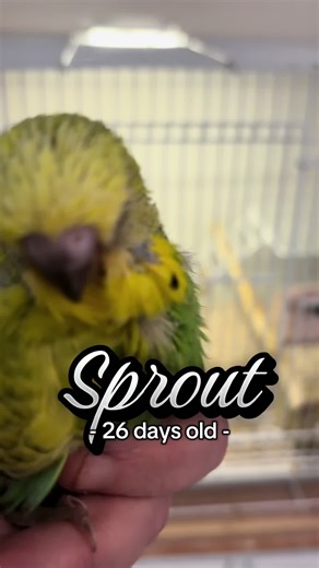 26 day old budgie chick, feather development is so dramatic, a beautiful spangle is emerging 💕