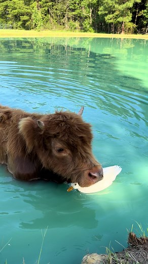 Adorable Fluffy Mini Cows Enjoying a Dip in the Pond