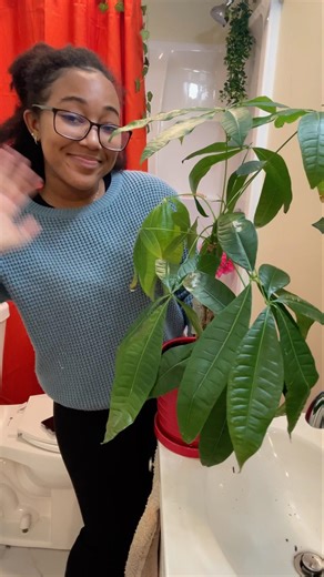 Repotting my Money Tree 💴🪴#planting #moneytree #homegarden