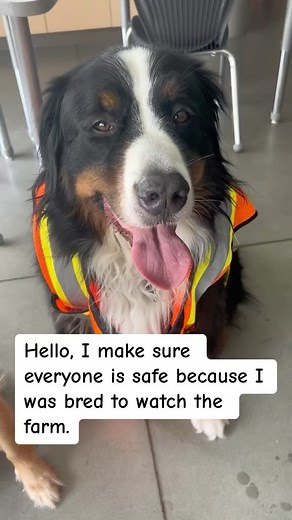 4.5K views · 50 reactions | GET WACKY! Bunsen vs Beaker #dogs | Bunsen Berner | Facebook