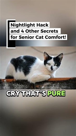 Stop Senior Cat Crying! 🐈 The Nightlight Hack #Shorts #pettech #petwellness
