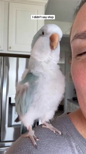 The Greeb Bird Bridge on Reels