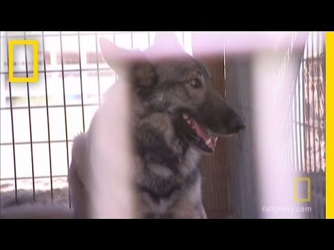 Honoring the Wolf | National Geographic