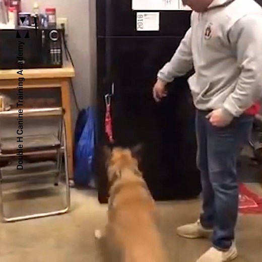 When he pulls the fridge 😂 If you're going to fail, you might as well do it spectacularly. Thanks Double H Canine Training Academy for sharing Ryker's beautiful soul 🐶 | Metro