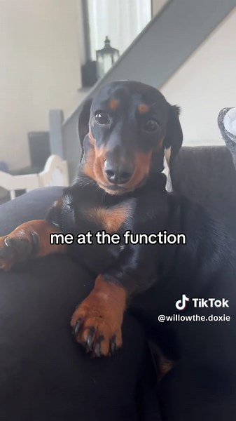 Awkward Girl with Mini Dachshund at the Function