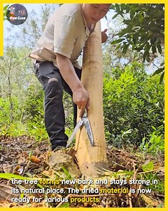 Tree Bark Becomes Eco Treasure. #TreeBarkUse | Fun club