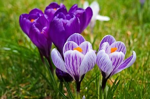 How to find the best plants for your garden - The Weather Network