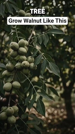 Don’t Grow Walnut Like This! Secret for More Nuts 🌰#shorts #shortvideo