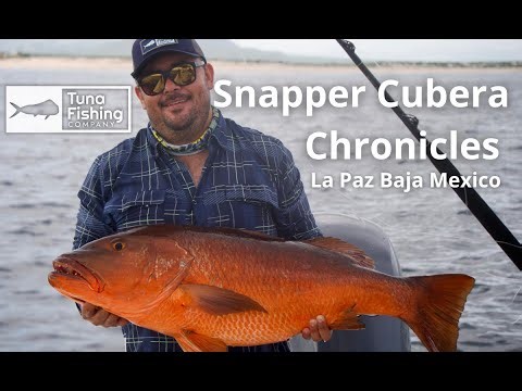 Epic Battle with a Giant Cubera Snapper in Baja Mexico!